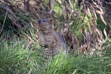 quokka
