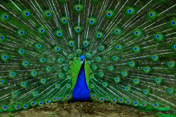 Fototapeta premium Peacock