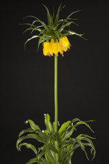 Single blooming yellow crown imperial flowers on a black background