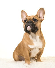 Brown french bulldog sitting on a white fur blanket looking up on a white background