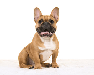 Brown french bulldog sitting on a white fur blanket looking at camera with mouth open smiling on a...