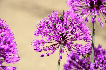 Zierlauch, Sternkugellauch, Allium