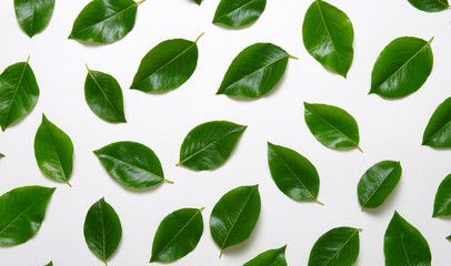 Green leaves isolated on white