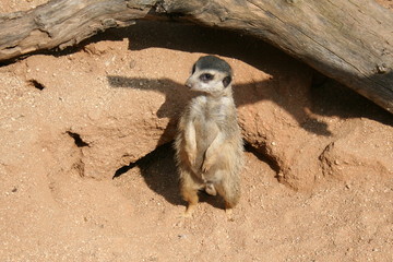 Meerkat, Erdmännchen