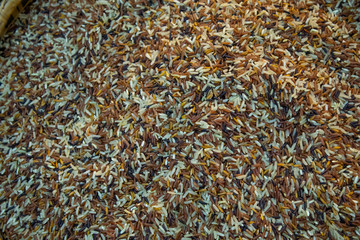 Various types of Rice Varieties