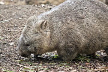 hairy nosed wombat