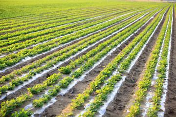 Peanuts in the field