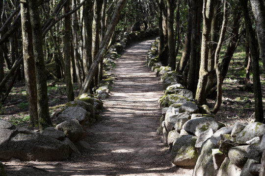 sur les chemins de cucuruzzu