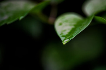 Bright green leaves with dew