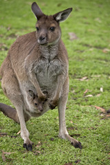 Kangaroo-Island kangaroo with joey