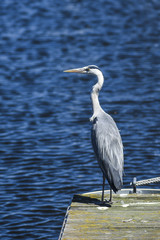 Heron sitting on the marina.Heron sitting on the marina.