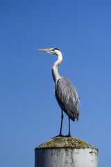 Heron sitting on the marina.Heron sitting on the marina.
