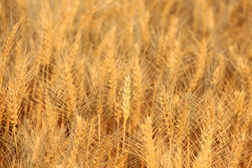 Fototapeta premium wheat mature