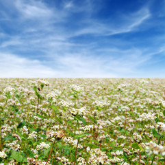 Fototapeta premium buckwheat field on sky