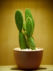 Cactus. Opuntia microdasys