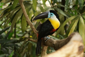 channel-billed toucan