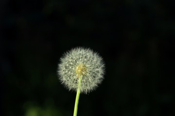 dandelion against a dark background