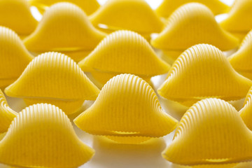 Snails - Italian pasta lumaconi