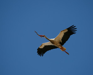 White stork flying with stick in its beak
