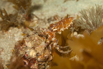 Blue ringed octopus hiding in sea grass underwater