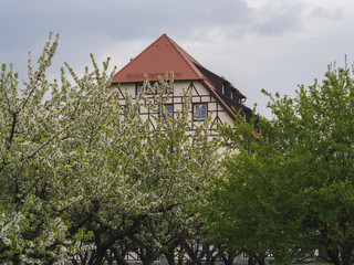Fototapeta na wymiar Beautiful building hidden behind blooming cherry trees