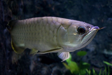 Fototapeta premium Fish : Asian bonytongue, Arowana (Scleropages formosus)
