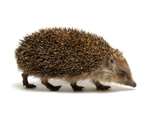 Hedgehog  isolated on white