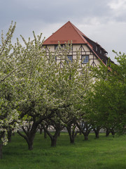 Beautiful building hidden behind blooming cherry trees