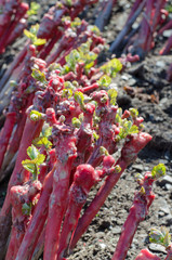 Grafting plants vines in nursery.