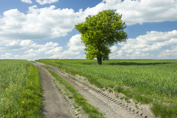 Fototapeta na wymiar Dirt road and single big tree