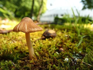 カブラアセタケ