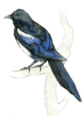 magpie bird