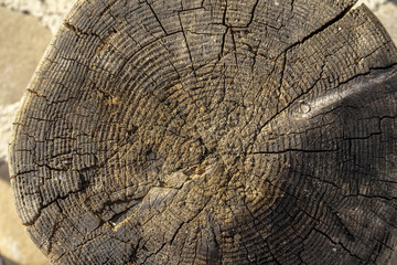 Fototapeta premium Wood texture of dried tree trunk, close-up, texture, background