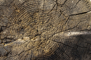 Fototapeta premium Wood texture of dried tree trunk, close-up, texture, background