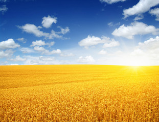 Wheat field and sun