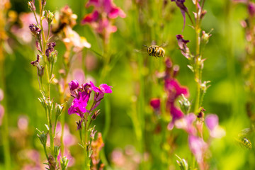 Wasp flyes toward flower