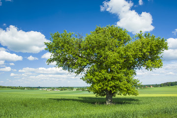 Large leafy tree in the field