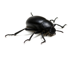black beetle on white