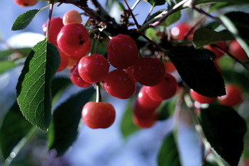 almost ripe cherries