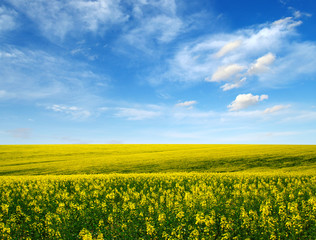 Fototapeta premium golden field on sky