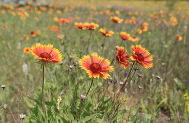 wild flowers on meadow