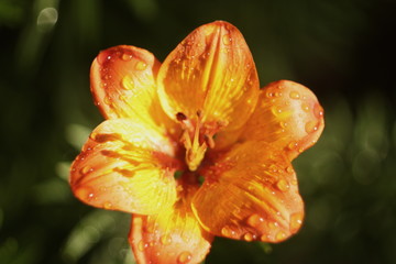 orange lily with raindrops close-up