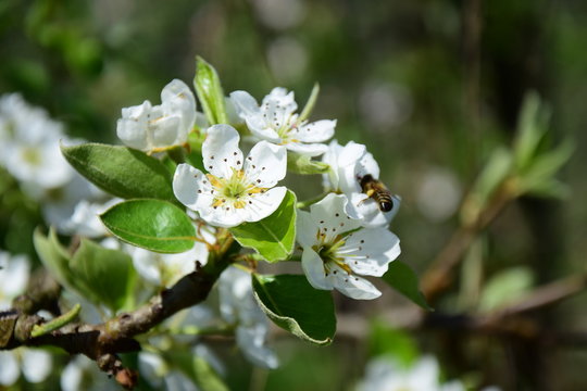 Blüten eines Birnbaumes 