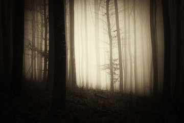 dark woods background, misty landscape