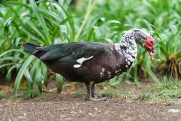 Bright  turkey in the Lisbon park