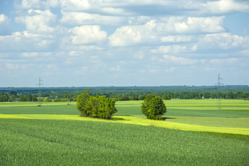 Trees in the field and blue sky