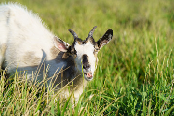 Obraz premium White goat at the pasture at the sunny summer day