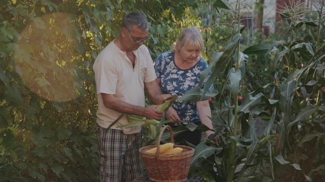 Farmers harvest corn on their farm, snap the husks off the rocker and fold them into a basket. A man and a woman help each other in the household.