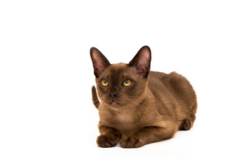 Brown burmese cat. On a white background.