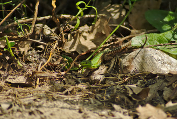 Lucertola